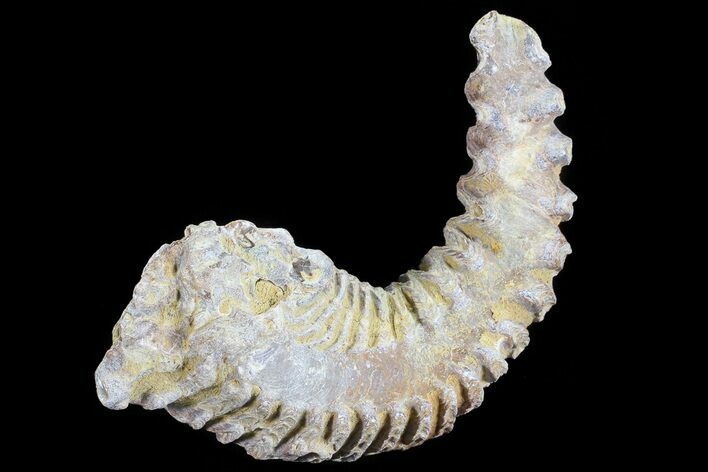 Cretaceous Fossil Oyster (Rastellum) - Madagascar #69642
